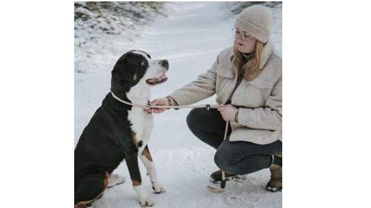 Comment fonctionne la laisse lasso pour chien ?