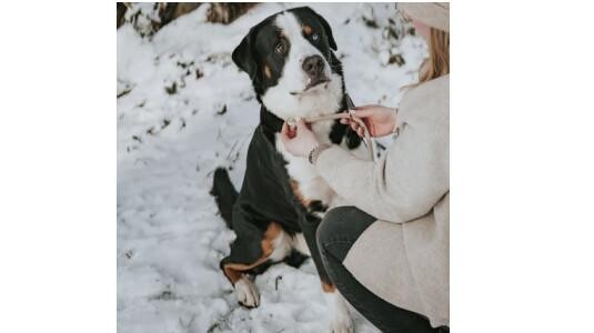 Le lasso s’adapte-t-il à toutes les tailles de chiens ?