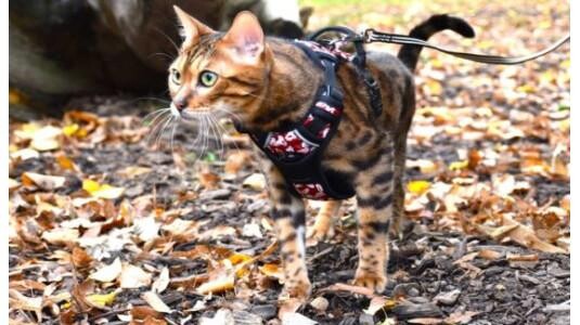 Peut-on promener son chat avec un collier ?