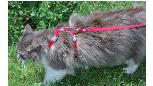 Comment mettre un harnais sur un chat ?