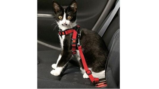 Comment sortir un chat en laisse ?