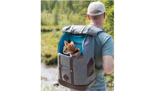 Transporter un chat sur le dos est-il compliqué ?