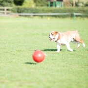 Boomer Ball, balle pour chien indestructible