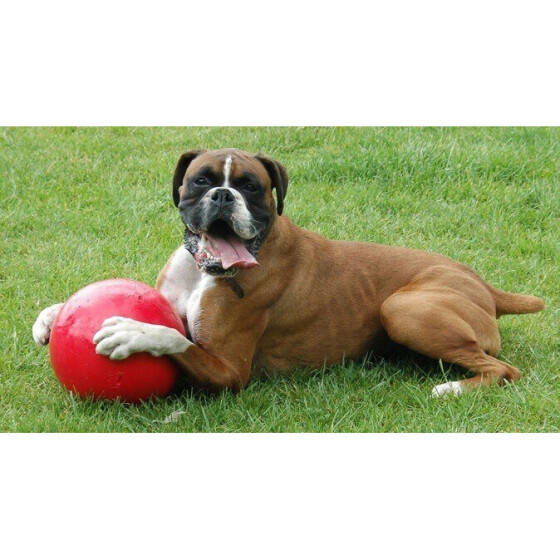 Boomer Ball, balle pour chien indestructible