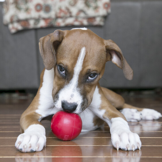 KONG Balle rouge