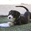 KONG Frisbee Puppy Flyer