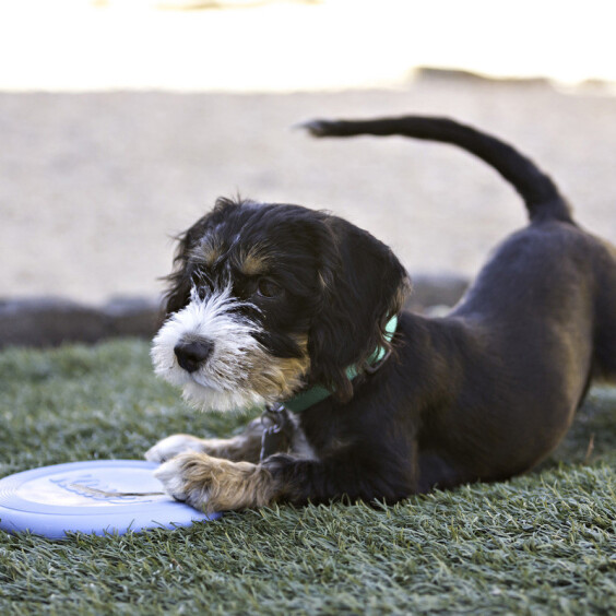 KONG Frisbee Puppy Flyer