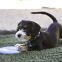 KONG Frisbee Puppy Flyer