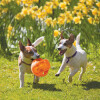 KONG Jouet Jumbler Ball