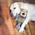 KONG Peluche Wild Knots Ours
