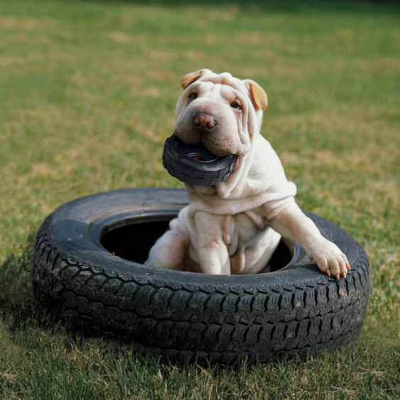 KONG Jouet Extreme Tyres Pneu