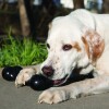 Os KONG Extreme Goodie pour chien