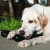 Os KONG Extreme Goodie pour chien