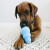 Jouet KONG Puppy pour chiot - Coloris aléatoire