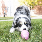 Jouet KONG Puppy pour chiot