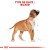 ROYAL CANIN Croquettes Boxer puppy