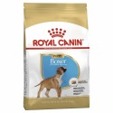 Royal canin boxer