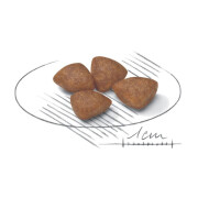 ROYAL CANIN Croquettes Mini Starter Mother & Babydog