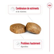 ROYAL CANIN Croquettes Giant Adult