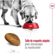 ROYAL CANIN Croquettes Maxi Adult