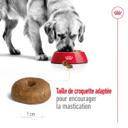 ROYAL CANIN Croquettes Maxi Ageing 8+ 15 kg
