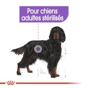 ROYAL CANIN Croquettes Maxi Sterilised
