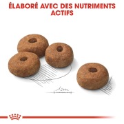 ROYAL CANIN Croquettes Maxi Sterilised