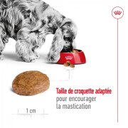 ROYAL CANIN Croquettes Medium Adult 7+