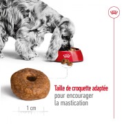 ROYAL CANIN Croquettes Medium Ageing 10+