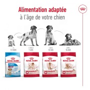 ROYAL CANIN Croquettes Medium Ageing 10+ 15 kg