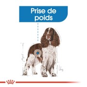 ROYAL CANIN Croquettes Medium Light