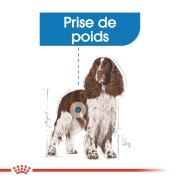 ROYAL CANIN Croquettes Medium Light