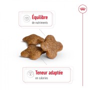 ROYAL CANIN Croquettes Mini Adult 8+