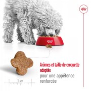 ROYAL CANIN Croquettes Mini Adult 8+