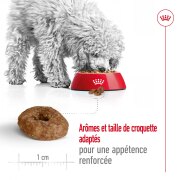 ROYAL CANIN Croquettes Mini Ageing +12