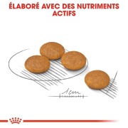ROYAL CANIN Croquettes Mini Dermacomfort adulte 3 kg