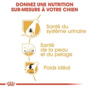 ROYAL CANIN Croquettes Bichon frisé mini Adult sac de 1,5 kg
