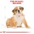 ROYAL CANIN Croquettes Bouledogue Anglais puppy