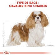Royal Canin Cavalier King Charles Adult – Croquettes dès 10 mois