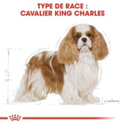 ROYAL CANIN Croquettes Cavalier King Charles Junior sac de 1,5 kg