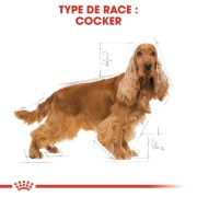ROYAL CANIN Croquettes Cocker Adult