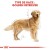 ROYAL CANIN Croquettes Golden Retriever Adult