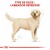 ROYAL CANIN Croquettes Labrador Retriever Adult