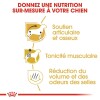 ROYAL CANIN Croquettes Teckel Adult