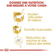 ROYAL CANIN Croquettes Teckel Adult