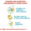 ROYAL CANIN Croquettes Teckel puppy sac de 1,5 kg