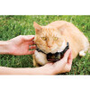 Système anti-fugue PetSafe