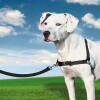 Harnais anti-traction Easy Walk