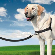 Harnais anti traction Easy Walk noir