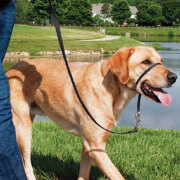 Licol Easy Walk noir